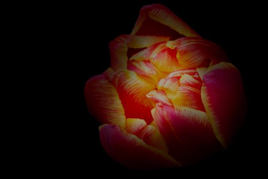 Beautiful orange backlit flower on a black background. Background beautiful flower.