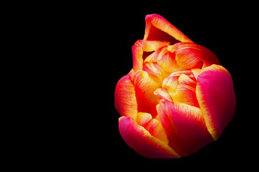 Beautiful orange tulip on a black background. Background beautiful flower.