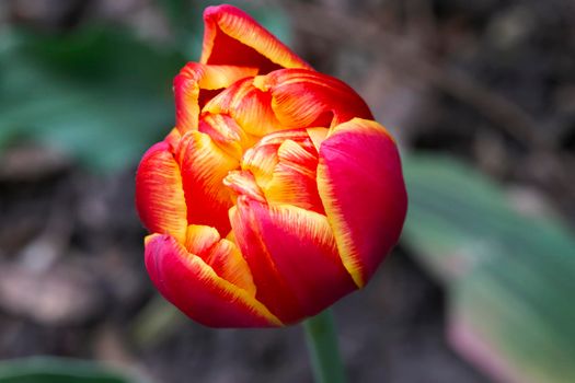 Beautiful magnificent red tulip.