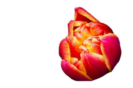 Orange large tulip on a white background. Beautiful flower isolated.