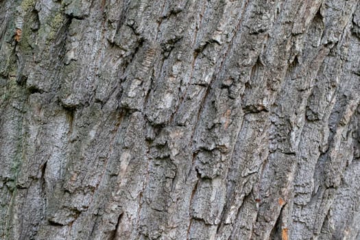 The bark of an old tree. The texture of the growing oak.