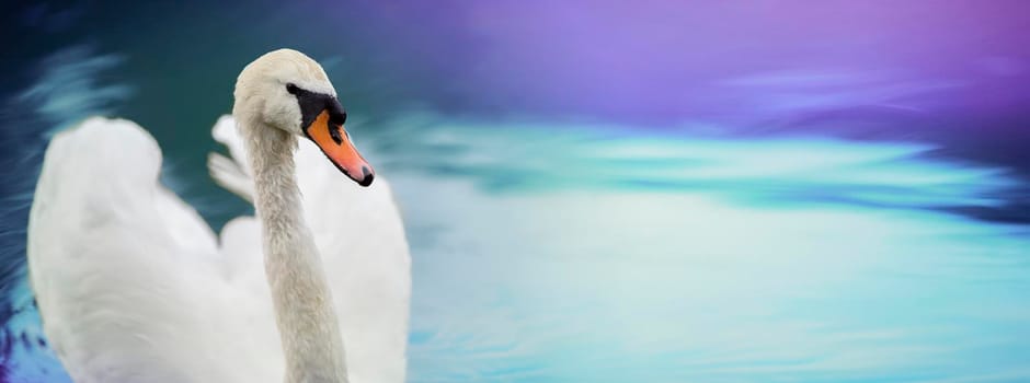 White swan banner on blurred blue water background. Beautiful bird swims
