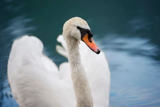 White swan in blue water. Beautiful bird swims
