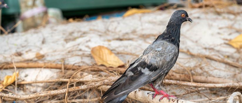 Dirty pigeon standing near a dumpster with trash on the ground