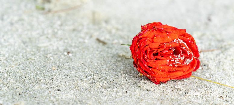 Red rose on the beach with the sand. Macro shot of red rose on beach covered with sand