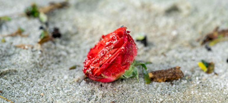 Red rose on the beach with the sand. Macro shot of red rose on beach covered with sand