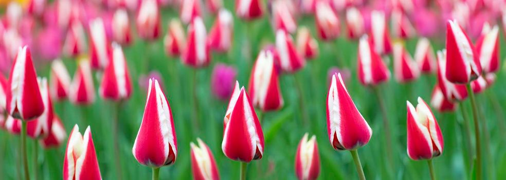 Banner of striped tulips. Beautiful spring flowers in the garden.