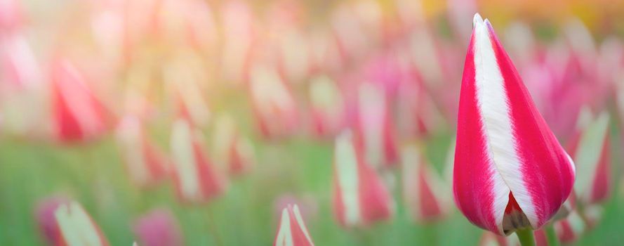 Striped tulip banner on a blurred background. Beautiful flowers.