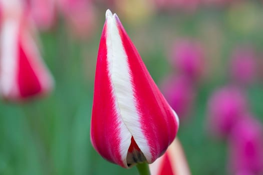 Striped tulip on a blurry background. Beautiful flower in the garden.