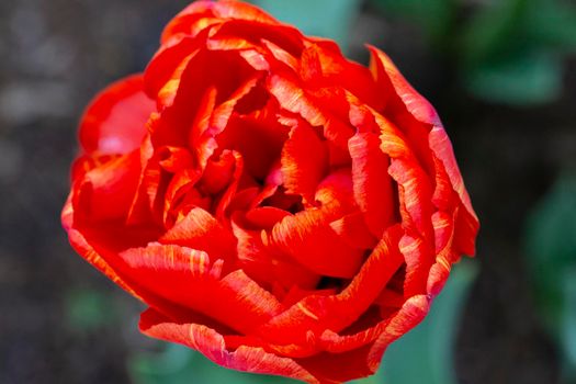 Beautiful magnificent red tulip.
