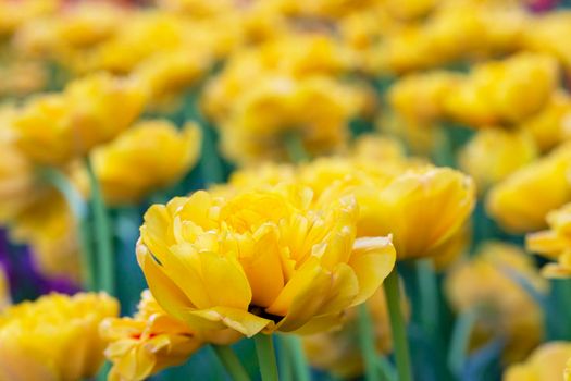 Yellow tulips. Beautiful spring flowers.