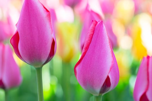 Beautiful tulips. Spring background. Bright flowers.