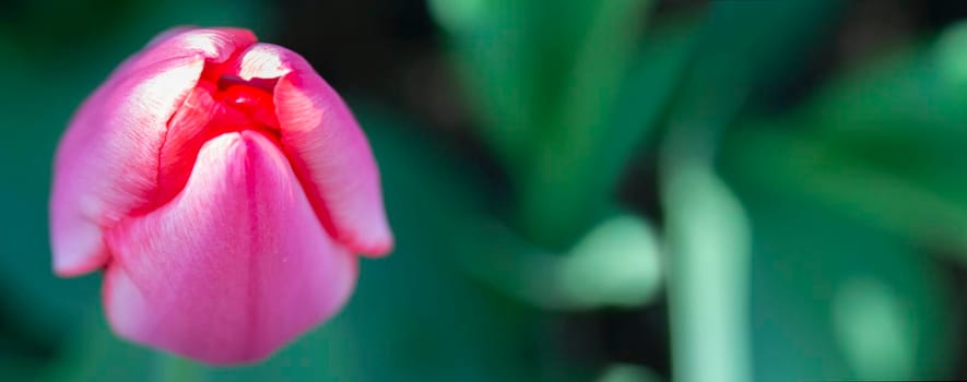 Tulip banner from above on a green background.