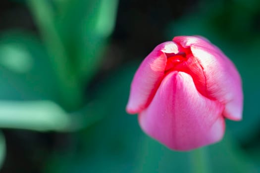 Pink tulip from above. Spring background. Beautiful flowers.