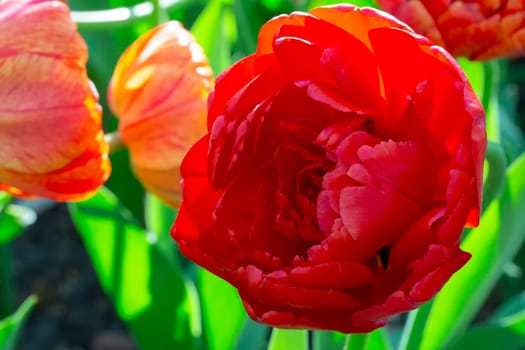 Beautiful red tulips. Spring background. Bright flowers.