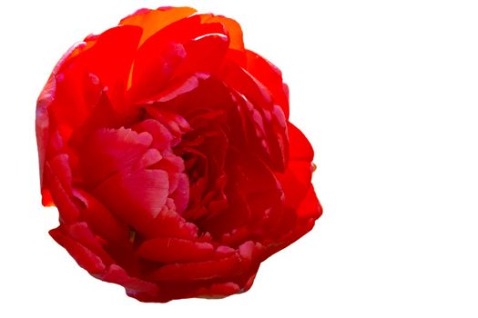 Red flower close-up on a white background.The scarlet tulip is isolated.