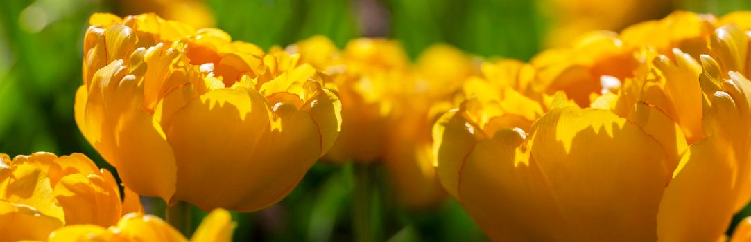 Banner of yellow tulips. Beautiful spring flowers.