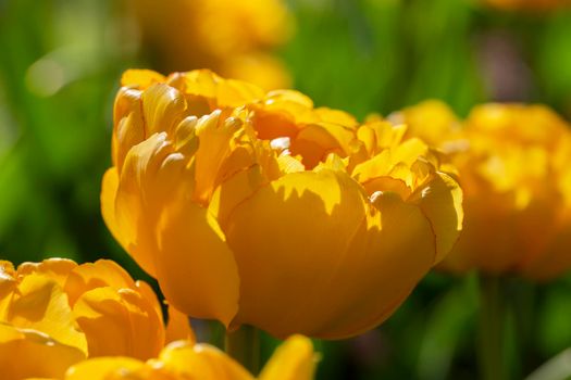 Yellow tulips. Beautiful spring flowers close-up.