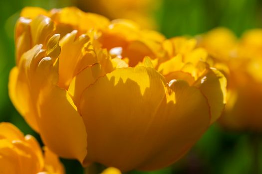 Yellow tulips. Beautiful spring flowers close-up.