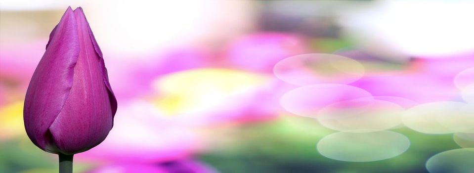 Beautiful tulip banner on blurry background. Spring background with flower.