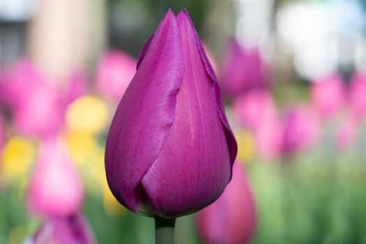 Violet tulip close-up. Beautiful spring flower in the garden.