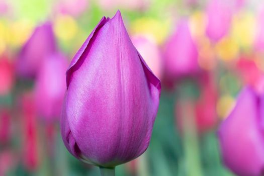 Violet tulip close-up. Beautiful spring flower in the garden.