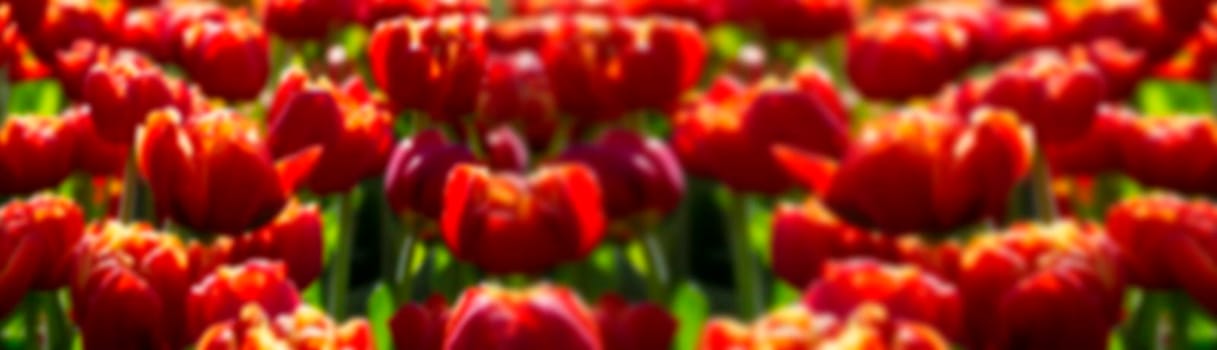 Blurry red tulips banner. Defocused vibrant panorama flowers.