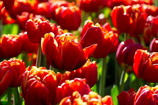 Red tulips. Spring bright flowers in the garden.