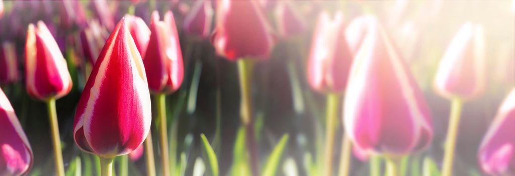 Banner tulips on a blurry background. Spring background.