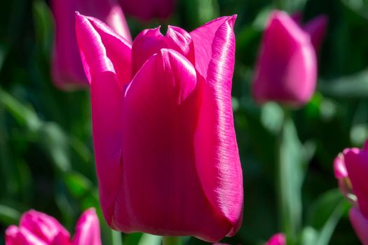Violet tulip close-up. Beautiful spring flower in the garden.