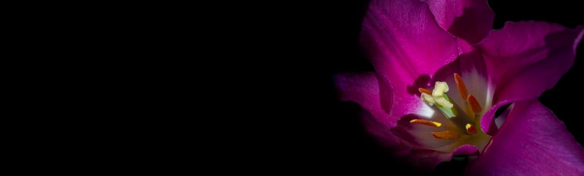 Beautiful purple tulip on a black background. Banner beautiful flower.