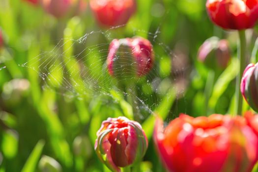 Beautiful spring flowers. Red tulips in green leaves and cobweb.