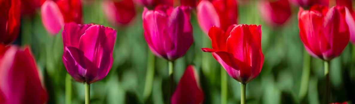 Beautiful spring flowers. Banner red tulips.