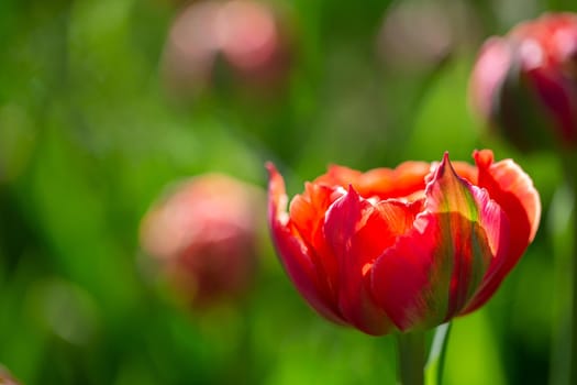 Beautiful spring flowers. Red tulip on a background of nature.