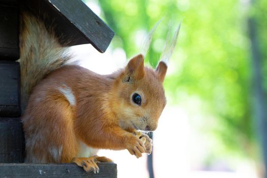 The squirrel gnaws a nut. An animal in the park.