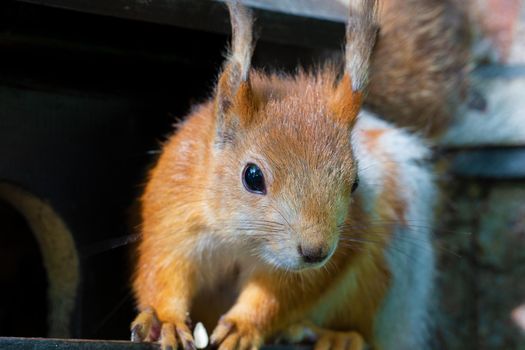Funny red squirrel close-up.An animal in the park.