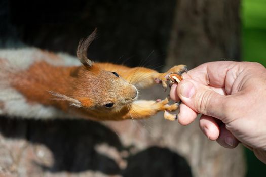 Hand with nut and squirrel. Man feeds a squirrel.
