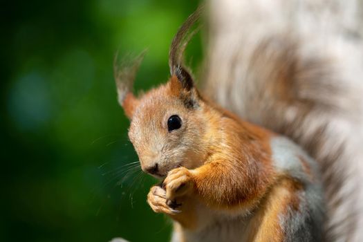Beautiful red ginger squirrel close-up.