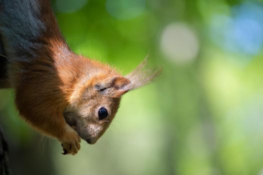 Muzzle of a funny red squirrel close-up on a background of greenery.