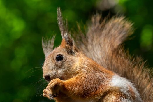 Funny little squirrel on a green background.