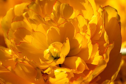 Yellow tulip close-up. Beautiful flower macro shot.