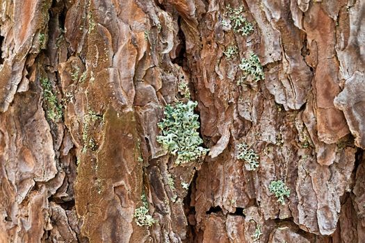 The bark of an old tree with moss closeup.