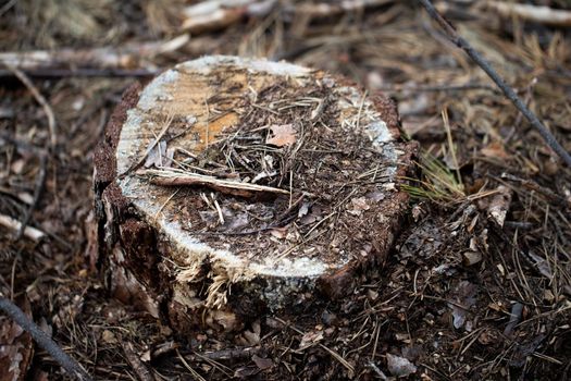 Old stump in sawdust.