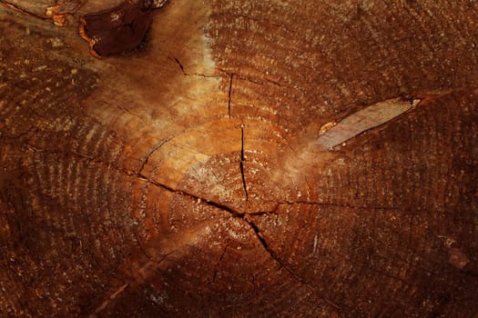 The texture of a cracked old tree. Stump in a cut. Old tree with rings.