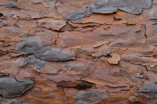 The bark of an old tree. Fragment of a pine trunk.