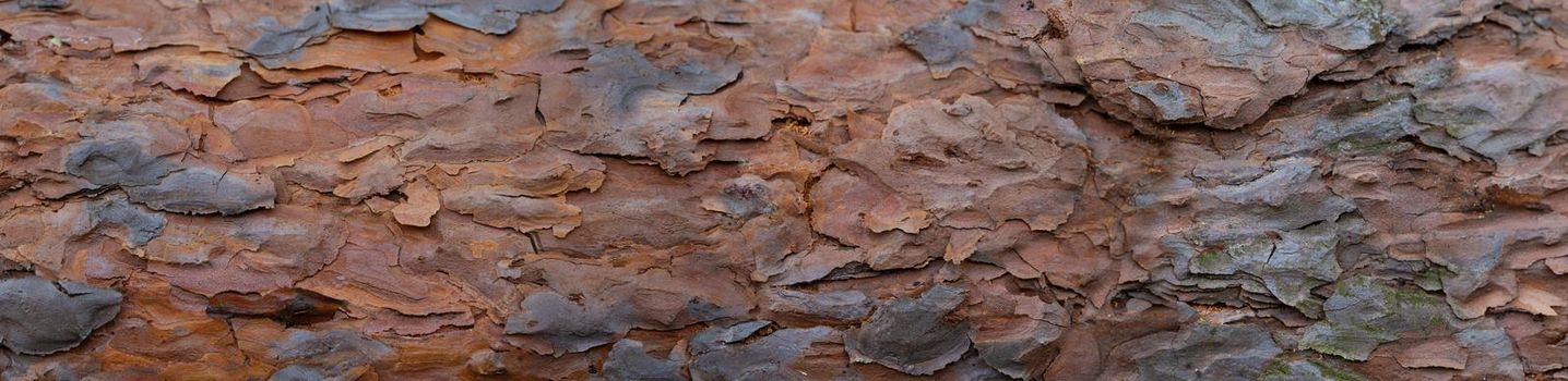Banner of the bark of an old tree. Fragment of a pine trunk.Panorama of flaky wooden bark.