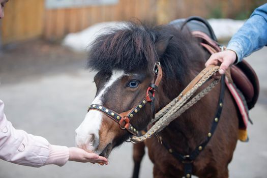 Hand stroking a pony horse.The owner and the horse.