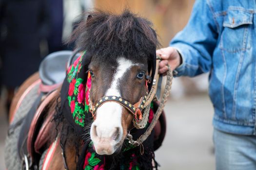 A horse in a Russian shawl. Pony.
