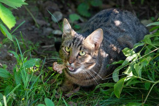 Wild cat with prey. Street cat in the grass with a bone.
