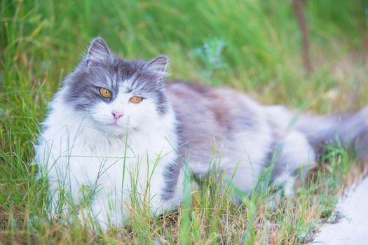 Fluffy cat with yellow eyes in the green grass.